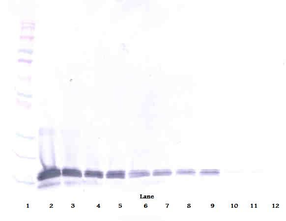 Western Blot (reducing) of IL-16 antibody LS-C104445