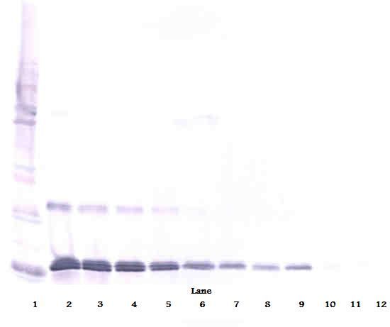 Western Blot (reducing) of IL-16 antibody LS-C104445