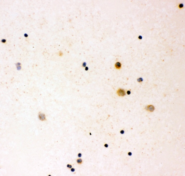 IL16 antibody ICC: Human Cord Blood.
