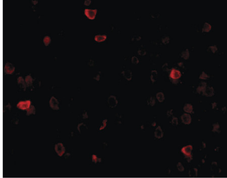 Immunofluorescence of IL-16 in mouse brain tissue with IL-16 antibody at 20 ug/ml.