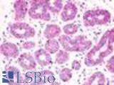 Anti-GPR52 antibody LS-A446 IHC of human breast, ducts and lobule. Immunohistochemistry of formalin-fixed, paraffin-embedded tissue after heat-induced antigen retrieval.