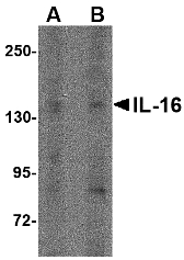 Western blot of IL-16 in rat brain tissue lysate with IL-16 antibody at (A) 1 ug/ml and (B) 2 ug/ml