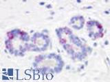 Anti-GPR52 antibody LS-A3493 IHC of human breast, lobules. Immunohistochemistry of formalin-fixed, paraffin-embedded tissue after heat-induced antigen retrieval.