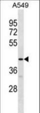 GPR52 Antibody western blot of A549 cell line lysates (35 ug/lane). The GPR52 antibody detected the GPR52 protein (arrow).