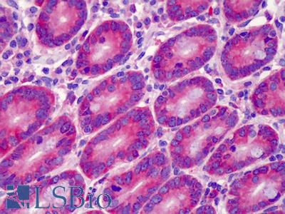 Anti-GPR52 antibody IHC of human small intestine. Immunohistochemistry of formalin-fixed, paraffin-embedded tissue after heat-induced antigen retrieval. Antibody LS-B4959 concentration 5 ug/ml.
