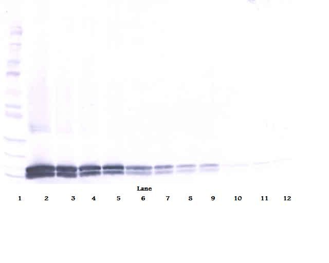 Western Blot (reducing) of Interleukin 17B / IL-17B antibody LS-C104685