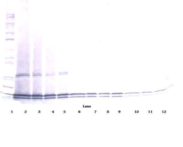Western Blot (non-reducing) of Interleukin 17B / IL-17B antibody LS-C104685