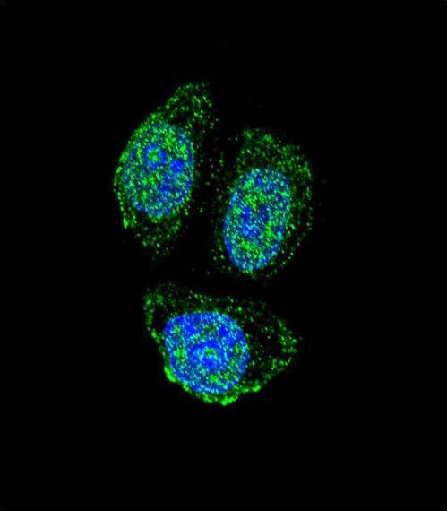 Confocal immunofluorescent of IL17B Antibody with HeLa cell followed by Alexa Fluor 488-conjugated goat anti-rabbit lgG (green). DAPI was used to stain the cell nuclear (blue).