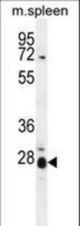 IL17B Antibody western blot of mouse spleen tissue lysates (35 ug/lane). The IL17B antibody detected the IL17B protein (arrow).