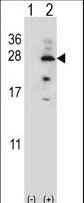 Western blot of IL17B (arrow) using rabbit polyclonal IL17B Antibody. 293 cell lysates (2 ug/lane) either nontransfected (Lane 1) or transiently transfected (Lane 2) with the IL17B gene.