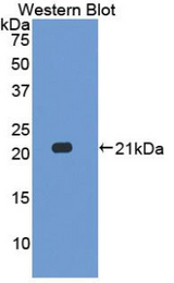 Western blot of recombinant IL17C.