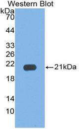 Western blot of recombinant IL17C.