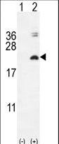 Western blot of IL17F (arrow) using rabbit polyclonal IL17F Antibody. 293 cell lysates (2 ug/lane) either nontransfected (Lane 1) or transiently transfected with the IL17F gene (Lane 2).