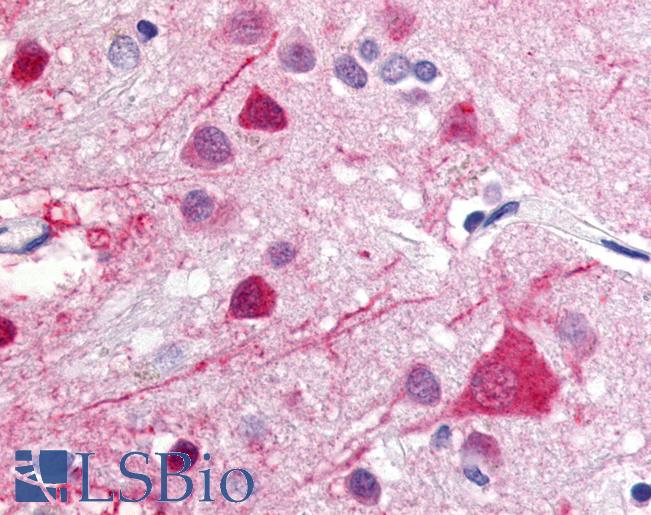 Anti-GPR52 antibody LS-A444 IHC of human brain. Immunohistochemistry of formalin-fixed, paraffin-embedded tissue after heat-induced antigen retrieval.