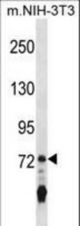 Mouse Il17ra Antibody western blot of mouse NIH-3T3 cell line lysates (35 ug/lane). The Mouse Il17ra antibody detected the Mouse Il17ra protein (arrow).