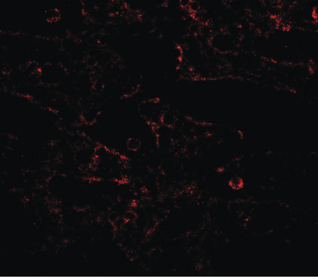 Immunofluorescence of IL-17RA in human spleen tissue with IL-17RA antibody at 20 ug/ml.