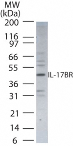 Western blot of IL-17BR in HeLa cell lysate using antibody at a 1:500 dilution.