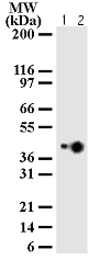 Western blot of IL-17BR HeLa cell lysate using LS-B2044 (Lane 1:1 ug/ml; lane 2:2 ug/ml of antibody).