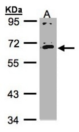 Sample (30 ug whole cell lysate). A: HeLa S3. 7.5% SDS PAGE. IL17RC antibody diluted at 1:1000