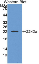 Western blot of recombinant IL19.