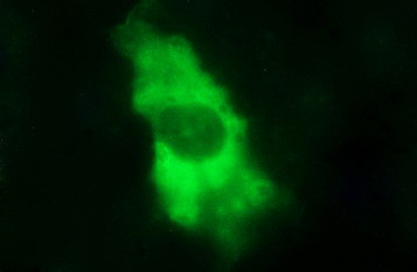 Anti-IL1A mouse monoclonal antibody immunofluorescent staining of COS7 cells transiently transfected by pCMV6-ENTRY IL1A.