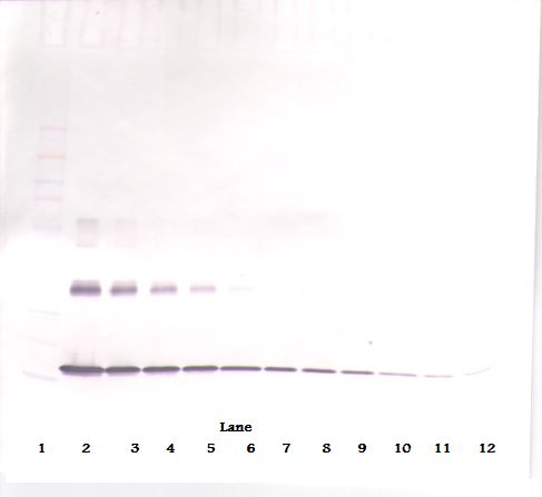 Western Blot (non-reducing) of IL1A / IL1 Alpha antibody LS-C104666
