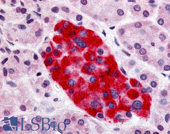 Anti-GPR55 antibody LS-A162 IHC of human pancreas, islet of Langerhans. Immunohistochemistry of formalin-fixed, paraffin-embedded tissue after heat-induced antigen retrieval.