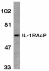 Western blot of IL-1RAcP in HeLa whole cell lysate with IL-1RAcP antibody at 1:1000 dilution.