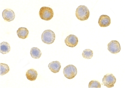 Immunocytochemistry of IL-1RAcP in HeLa cells with IL-1RAcP antibody at 5 µg/ml.