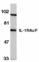 Western blot of IL-1RAcP in HeLa whole cell lysate with IL-1RAcP antibody at 1 ug/ml.