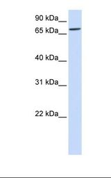 Fetal liver lysate. Antibody concentration: 1.0 ug/ml. Gel concentration: 12%.