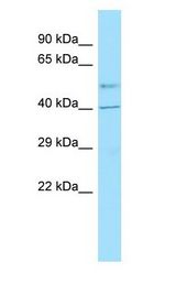GPR6 antibody Western Blot of Fetal Kidney. Antibody dilution: 1 ug/ml.