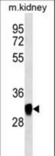 GNPDA1 western blot of mouse kidney tissue lysates (35 ug/lane). The GNPDA1 antibody detected the GNPDA1 protein (arrow).