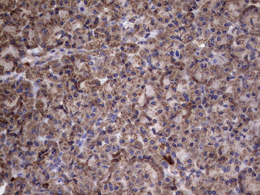 IHC of paraffin-embedded Human pancreas tissue using anti-IL1RN mouse monoclonal antibody. (Heat-induced epitope retrieval by 1 mM EDTA in 10mM Tris, pH8.5, 120°C for 3min).