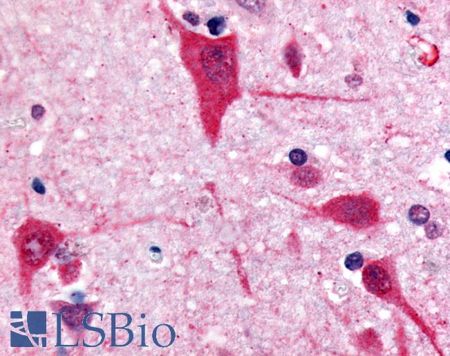 Anti-GPR61 antibody LS-A1688 IHC of human brain, cortex. Immunohistochemistry of formalin-fixed, paraffin-embedded tissue after heat-induced antigen retrieval.