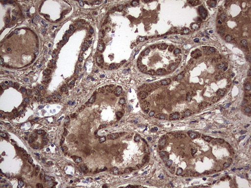 IHC of paraffin-embedded Human Kidney tissue using anti-IL1RN mouse monoclonal antibody. (Heat-induced epitope retrieval by 1 mM EDTA in 10mM Tris, pH8.5, 120°C for 3min).