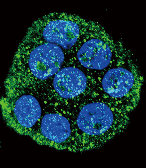 Confocal immunofluorescent of IL1RN Antibody with WiDr cell followed by Alexa Fluor 488-conjugated goat anti-rabbit lgG (green). DAPI was used to stain the cell nuclear (blue).