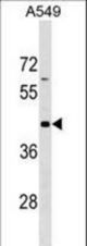 GPR62 Antibody western blot of A549 cell line lysates (35 ug/lane). The GPR62 antibody detected the GPR62 protein (arrow).
