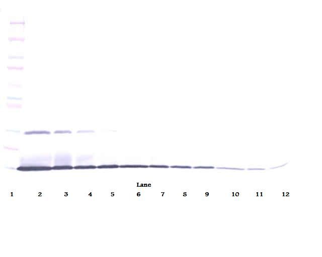 Western Blot (non-reducing) of IL-22 antibody LS-C104624