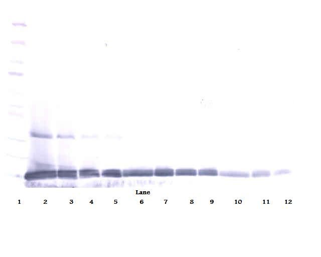 Western Blot (reducing) of IL-22 antibody LS-C104624