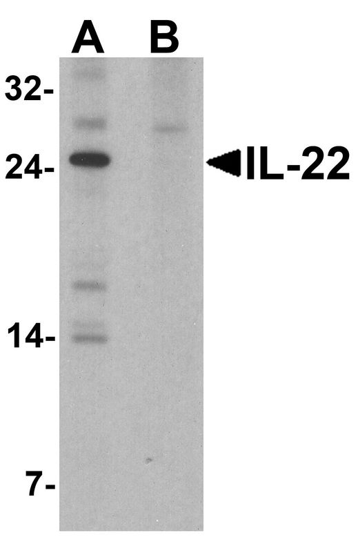 Western blot analysis of IL-22 in HeLa cell lysate with IL-22 antibody at 1 ug/ml in (A) the absence and (B) the presence of blocking peptide.