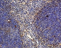 IHC of IL-22 antibody LS-C83974. Mouse spleen.