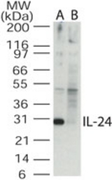 Western blot of IL-24 in the A) absence and B) presence of blocking peptide in Jurkat cell lysate using antibody at 0.5 ug/ml.