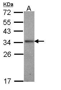 Sample (30 ug of whole cell lysate). A: A431 . 12% SDS PAGE. IL24 antibody diluted at 1:1000.