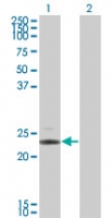 Western blot of IL-24 in 1) transfected 293T cells and 2) untransfected 293T cells using LS-C148193 at 1:500.