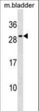 Mouse Il27 Antibody western blot of mouse bladder tissue lysates (35 ug/lane). The Il27 antibody detected the Il27 protein (arrow).