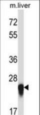 IL27 Antibody western blot of mouse liver tissue lysates (35 ug/lane). The IL27 antibody detected the IL27 protein (arrow).