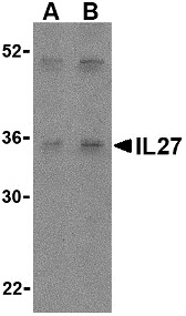 Western blot of IL-27 in Daudi lysate with IL-27 antibody at (A) 2 and (B) 4 ug/ml.