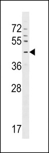 GPR63 Antibody western blot of CEM cell line lysates (35 ug/lane). The GPR63 antibody detected the GPR63 protein (arrow).