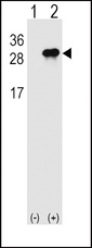 Western blot of IL28B (arrow) using rabbit polyclonal IL28B Antibody. 293 cell lysates (2 ug/lane) either nontransfected (Lane 1) or transiently transfected (Lane 2) with the IL28B gene.